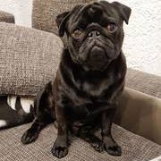 Luis-Mops
