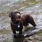 Lukas von Gsengertstein-Labrador Retriever
