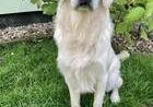 Mailo vom Schleuener Luch-Golden Retriever