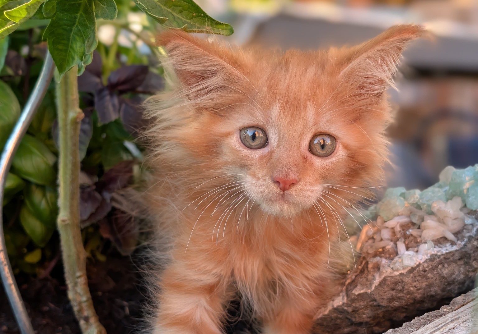 Maine Coon-Jauk3
