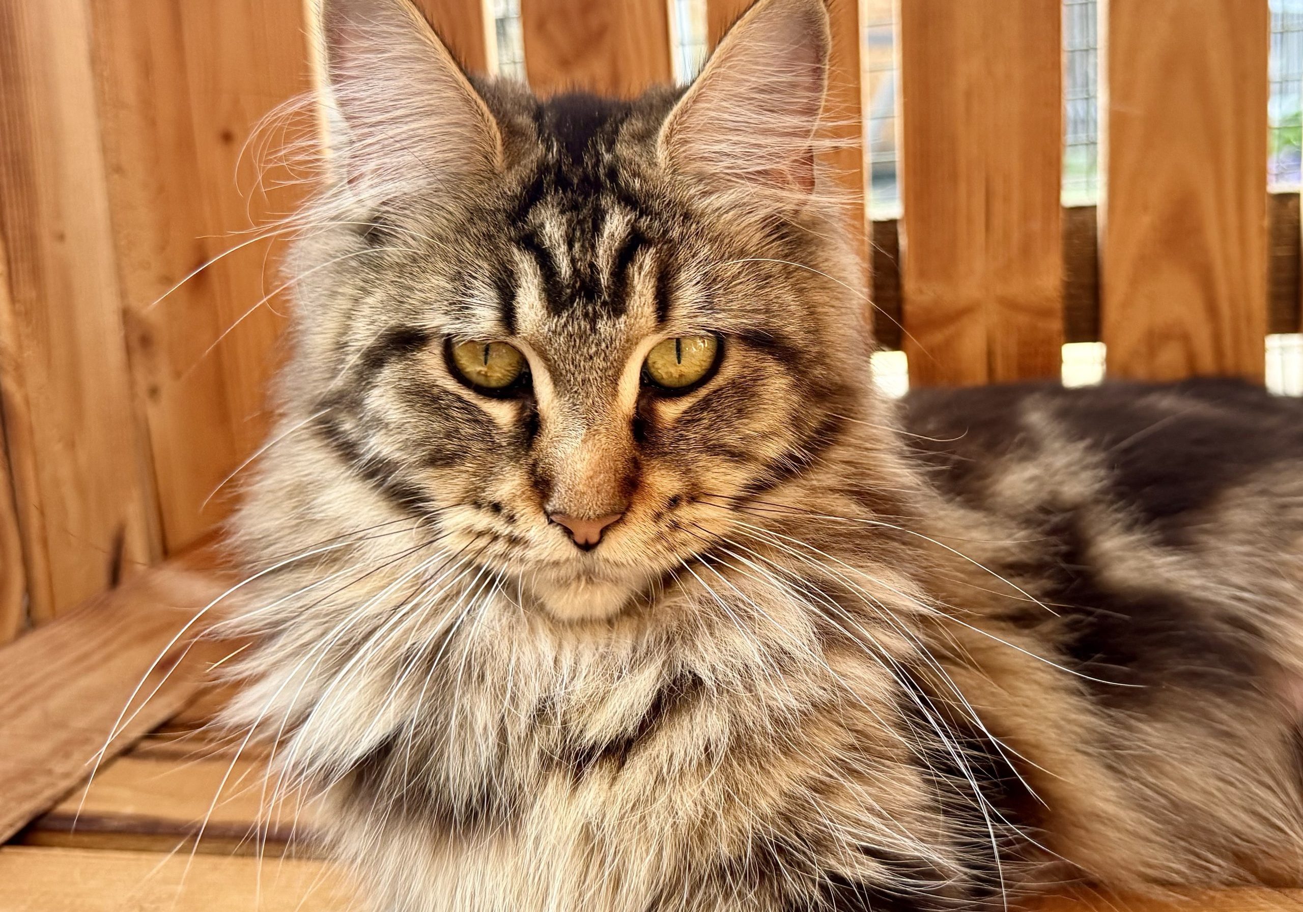 Maine Coon-Josera vom Wunderwald 3