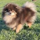 Maki Canis Dulcis-Zwergspitz-Pomeranian