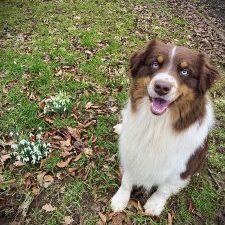 Milow Blue Diamonds-Australian Shepherd