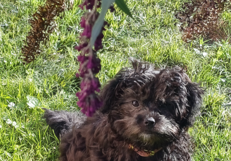 Mona von den Ernstfelder Höhen-Bolonka Zwetna 2.jpg