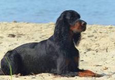 Montrose's Black Sun-Gordon Setter