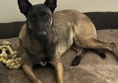 Nala of Fallen Leaves-Malinois