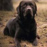 Nash-Nox vom Riesenho-Labrador Retriever