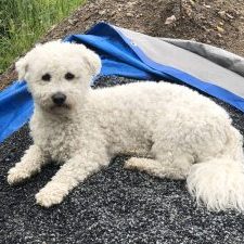 Nelix from the House of Dreams