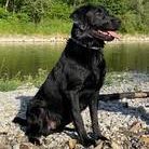 Nero des Römischen Reiches-Labrador Retriever