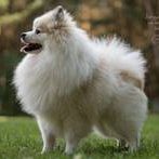 Never Say Never vom Alt Domigk-Zwergspitz-Pomeranian