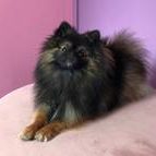 Nirvana von den kleinen Samtschnuten-Zwergspitz-Pomeranian