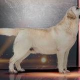 Odyssey Skarb Serca-Labrador Retriever