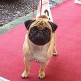 Olegrin Lavrentiy from Russia With Love-Mops