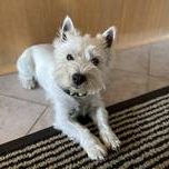 Oskar von Traumblick Anders-West Highland White Terrier