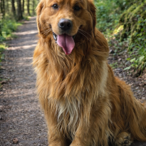Kahn-Canary I Found You- Golden Retriever