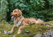 Pallina vom Isental-Golden Retriever