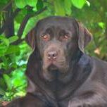 Paul vom Köckhof-Labrador Retriever