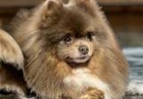 Pinkerlton Lady Levander-Pomeranian Zwergspitz