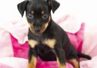 Pinscher Beauty of Black Nose Kennel