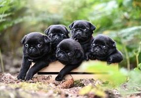 Pug's Mopsbude 3