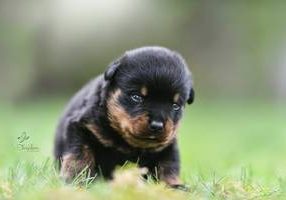 Rottweiler vom Hause Black Diamonds