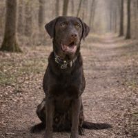 Schattenfell Aaron Labrador Retriever