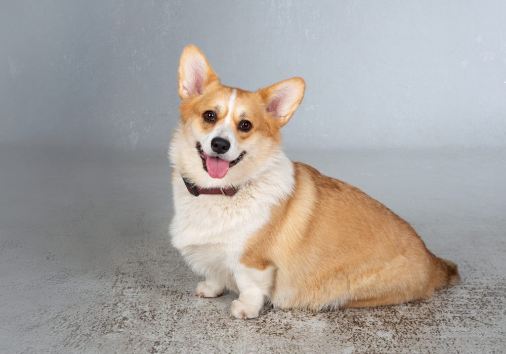 Seelenlicht Áine- Welsh Corgi Pembroke