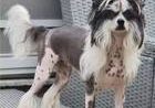 Sol'Tanto Sei-Cara-Mia-Chinese Crested Dog