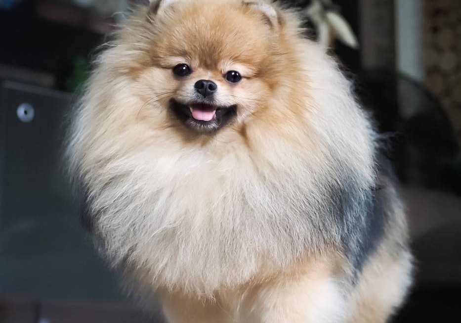 Sparkle Hugothepomstar