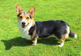 Strawberry fields 4ever Little Kings & Queens-Welsh Corgi Pembroke