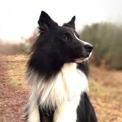 Sweet Little Panda vom Hellberg-Collie 2