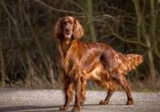 Takyra Princess of the Red flash-Irish Red Setter