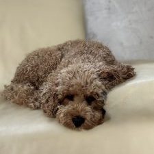 Toby-Sir Henry of the Wonderful Sunrises-Cockapoo
