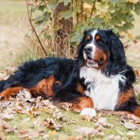 Wasko vom Annenfleet-Berner Sennenhund Wasko vom Annenfleet-Berner Sennenhund