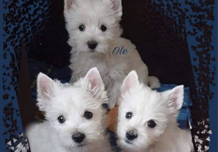 West Highland White Terrier.7f