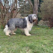 Yacek von der Elchweide_PON