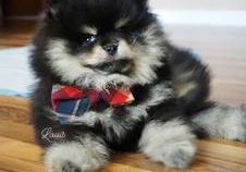 Zwergspitz Hugothepomstar 2