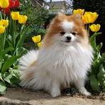 Zwergspitz-Pomeranian-Monti del piccolo prediletto