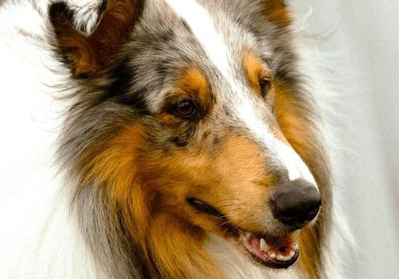 collie