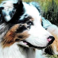 csm_Ice_Flaming_d3de33a6a1