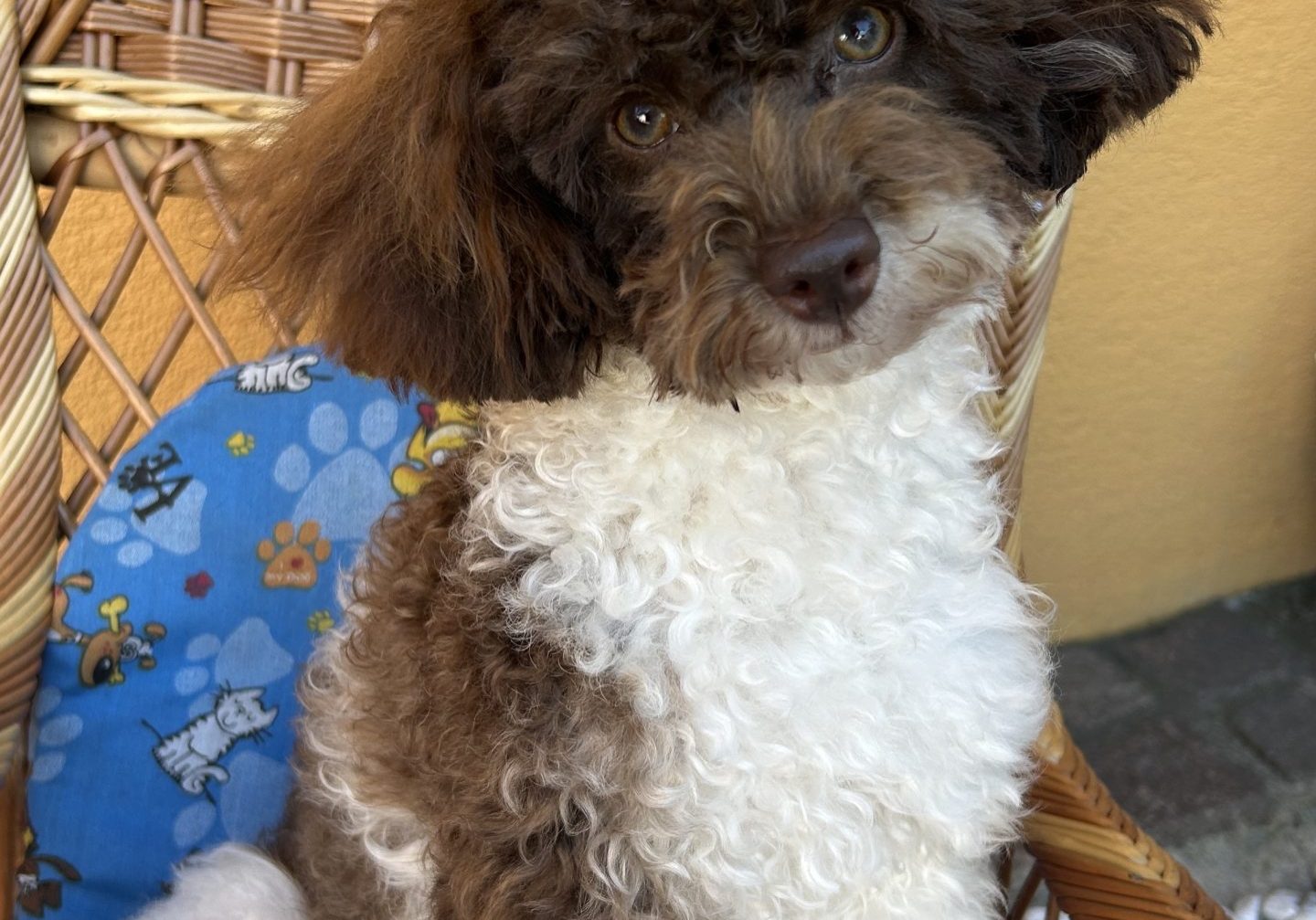 vom Zwergenglück 3-Zwergpudel